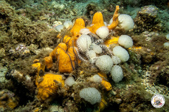 Polycitor adriaticus