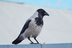 Corvus cornix