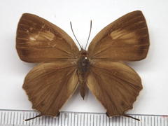 Favonius yuasai