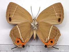 Favonius yuasai
