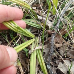 Carex gynodynama