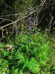 Delphinium dubium