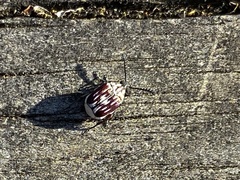 Megacerus leucospilus