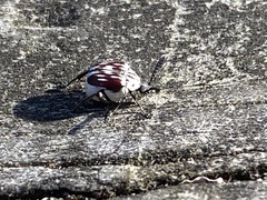 Megacerus leucospilus