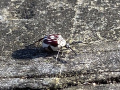 Megacerus leucospilus