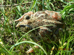 Pelobates vespertinus