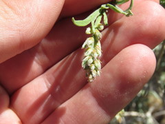 Psorothamnus fremontii