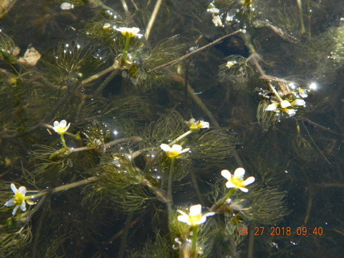 Image of Ranunculus rionii by (c) Galyna Mykytynets, some rights reserved (CC BY)