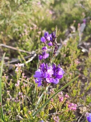 Polygala microphylla