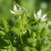 Common Chickweed Complex - Photo (c) Felix Riegel, some rights reserved (CC BY-NC), uploaded by Felix Riegel