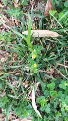 Medicago lupulina