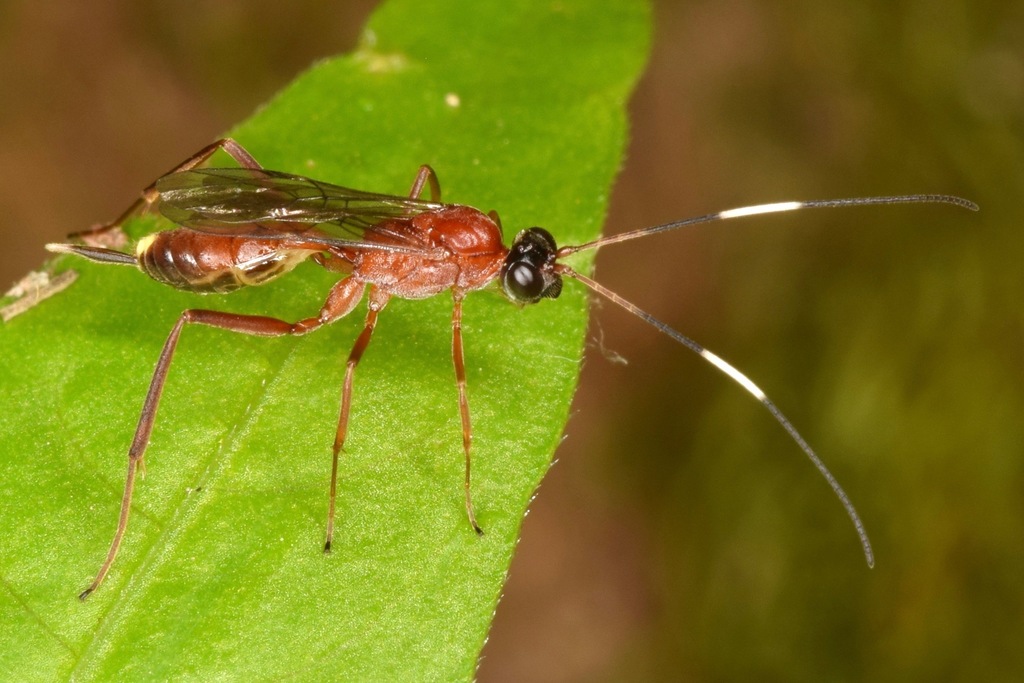 Zagryphus nasutus