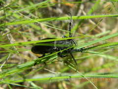 Dorcadion carinatum
