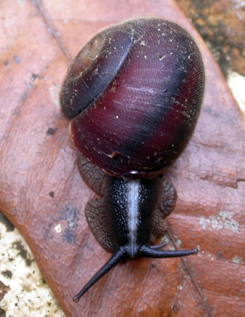 Planispira bulbulus