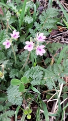 Erodium cicutarium