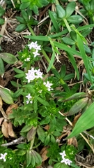 Sherardia arvensis