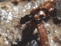 Bembidion articulatum