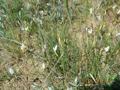 Astragalus ucrainicus