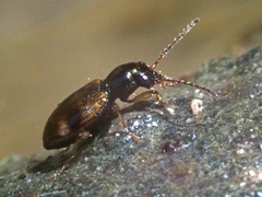 Bembidion articulatum