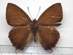 Favonius yuasai