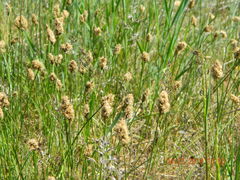 Carex stenophylla