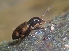 Bembidion articulatum