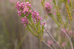 Erica gracilipes