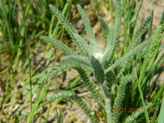 Achillea pannonica