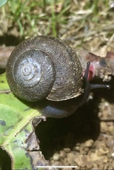 Helminthoglypta walkeriana