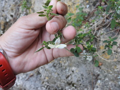 Carlowrightia neesiana