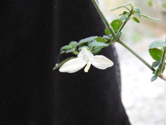 Carlowrightia neesiana
