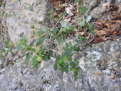 Carlowrightia neesiana