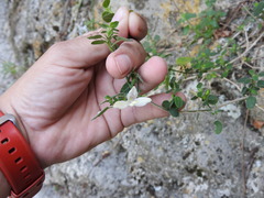 Carlowrightia neesiana