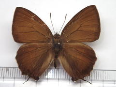 Favonius yuasai