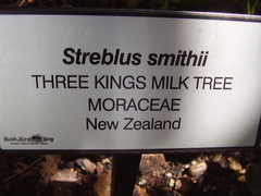 Streblus smithii
