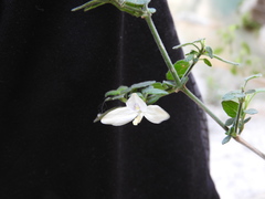 Carlowrightia neesiana