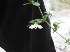 Carlowrightia neesiana