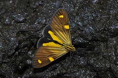 Phaeochlaena lampra