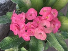 Euphorbia milii