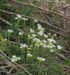 Schivereckia podolica