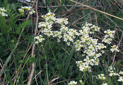 Schivereckia podolica
