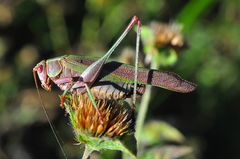 Enthephippion olivaceum