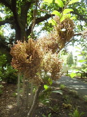 Eriophyes paratrophis