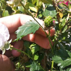 Rubus fruticosus