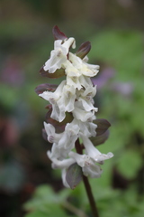 Corydalis cava