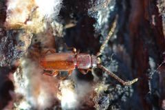 Placonotus testaceus