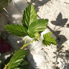 Rubus fruticosus