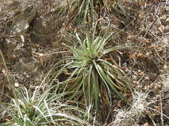 Hechtia glomerata
