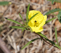 Oenothera berlandieri