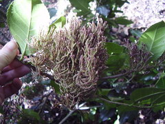 Eriophyes paratrophis